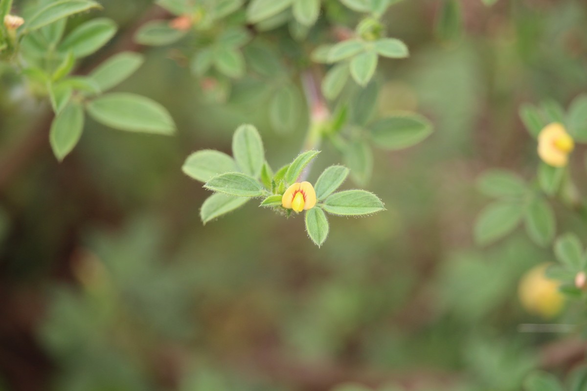 Stylosanthes fruticosa (Retz.) Alston